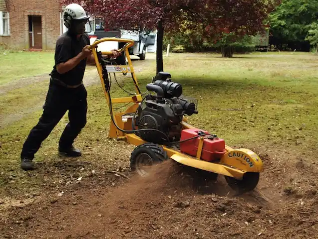 tree services Lake George